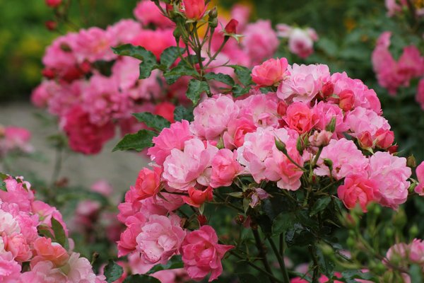 Ma prime adapt : l'aide financière pour seniors à domicile !