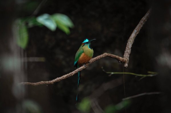 Quelles sont les raisons d'acheter des plantes artificielles ?