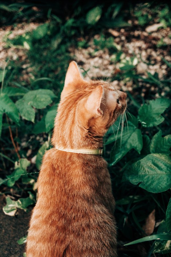 Les avantages de les jardins d'eau et comment en créer un chez vous