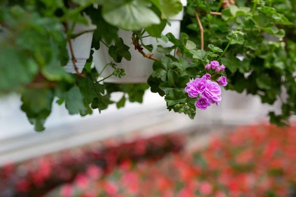 Quelle plante brise-vue choisir pour un jardin ?